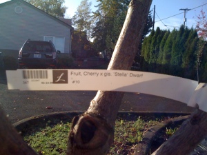 Tree tag