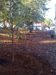 School yard with new fruit trees